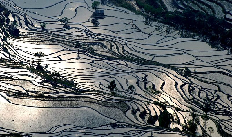 Illustration for article titled This Gorgeous Stained Glass Landscape Is Actually a Rice Field